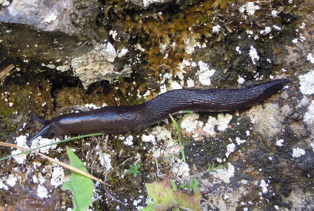 Limax del gruppo corsicus dalle Apuane